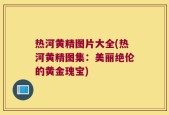 热河黄精图片大全(热河黄精图集：美丽绝伦的黄金瑰宝)