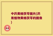中药黄精茯苓图片(药用植物黄精茯苓的图像)