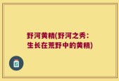 野河黄精(野河之秀：生长在荒野中的黄精)
