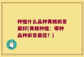种植什么品种黄精前景最好(黄精种植：哪种品种前景最佳？)
