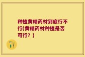 种植黄精药材到底行不行(黄精药材种植是否可行？)