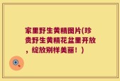 家里野生黄精图片(珍贵野生黄精花盆里开放，绽放别样美丽！)