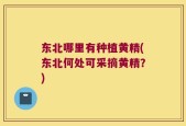 东北哪里有种植黄精(东北何处可采摘黄精？)