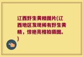 辽西野生黄精图片(辽西地区发现稀有野生黄精，惊艳亮相拍摄图。)