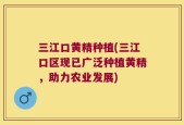 三江口黄精种植(三江口区现已广泛种植黄精，助力农业发展)