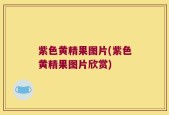 紫色黄精果图片(紫色黄精果图片欣赏)