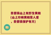 景德镇山上有野生黄精(山上珍稀黄精惹人爱，景德镇保护有方)
