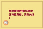 杨陵黄精种植(杨陵地区种植黄精，受到关注)