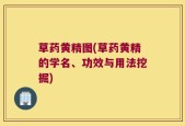 草药黄精图(草药黄精的学名、功效与用法挖掘)