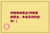 种植黄精黄金(种植黄精黄金，丰收高效的秘诀！)