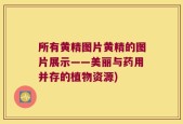 所有黄精图片黄精的图片展示——美丽与药用并存的植物资源)