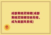 成都黄精灵锦鲤(成都黄精灵锦鲤惊艳亮相，成为美丽风景线)
