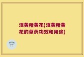 滇黄精黄花(滇黄精黄花的草药功效和用途)
