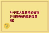 叶子宽大像黄精的植物(叶形鲜美的植物像黄精)