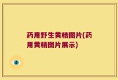 药用野生黄精图片(药用黄精图片展示)