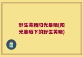 野生黄精阳光暴晒(阳光暴晒下的野生黄精)
