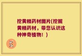 挖黄精药材图片(挖掘黄精药材，带您认识这种神奇植物！)