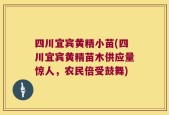 四川宜宾黄精小苗(四川宜宾黄精苗木供应量惊人，农民倍受鼓舞)