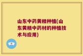 山东中药黄精种植(山东黄精中药材的种植技术与应用)