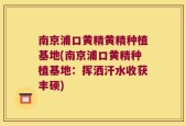 南京浦口黄精黄精种植基地(南京浦口黄精种植基地：挥洒汗水收获丰硕)