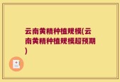云南黄精种植规模(云南黄精种植规模超预期)
