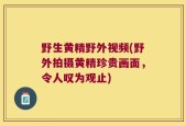 野生黄精野外视频(野外拍摄黄精珍贵画面，令人叹为观止)
