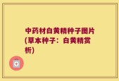 中药材白黄精种子图片(草本种子：白黄精赏析)