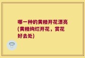 哪一种的黄精开花漂亮(黄精绚烂开花，赏花好去处)