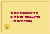 云南昭通黄精苗(云南昭通市推广黄精苗种植，促进农业发展)