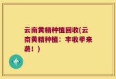 云南黄精种植回收(云南黄精种植：丰收季来袭！)