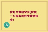 挖野生黄精宝贝(挖掘一只稀有的野生黄精宝宝)