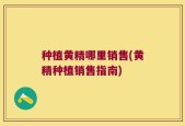 种植黄精哪里销售(黄精种植销售指南)