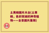 土黄精图片大全(土黄精，色彩斑斓的神奇植物——全景图片集锦)