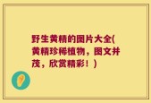 野生黄精的图片大全(黄精珍稀植物，图文并茂，欣赏精彩！)