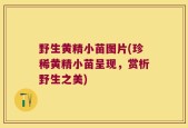 野生黄精小苗图片(珍稀黄精小苗呈现，赏析野生之美)