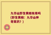 九华山野生黄精有用吗(野生黄精：九华山神奇草药？)