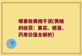 哪里收黄精干货(黄精的收获：果实、根茎、药用价值全解析)