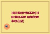 祁阳黄精种植基地(祁阳黄精基地 精细管理丰收在望)