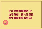 上山寻找黄精图片(上山寻黄精：图片记录捡野生黄精的奇妙经历)