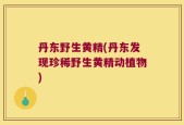 丹东野生黄精(丹东发现珍稀野生黄精动植物)