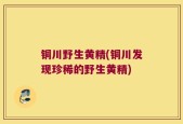 铜川野生黄精(铜川发现珍稀的野生黄精)