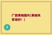 广西黄精图片(黄精风景独好！)