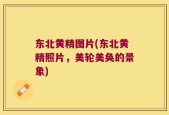 东北黄精图片(东北黄精照片，美轮美奂的景象)