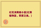 红花滇黄精小苗(红黄植物苗，草原之美。)