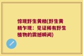 惊现野生黄精(野生黄精乍现：见证稀有野生植物的震撼瞬间)