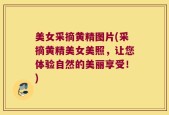 美女采摘黄精图片(采摘黄精美女美照，让您体验自然的美丽享受！)