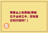 哪里山上有黄精(黄精位于山林之中，你知道它的行踪吗？)