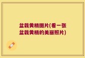 盆栽黄精图片(看一张盆栽黄精的美丽照片)