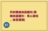 药材黄精幼苗图片(黄精幼苗图片：用心栽培，收获满满)