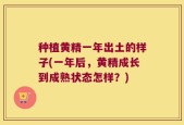 种植黄精一年出土的样子(一年后，黄精成长到成熟状态怎样？)